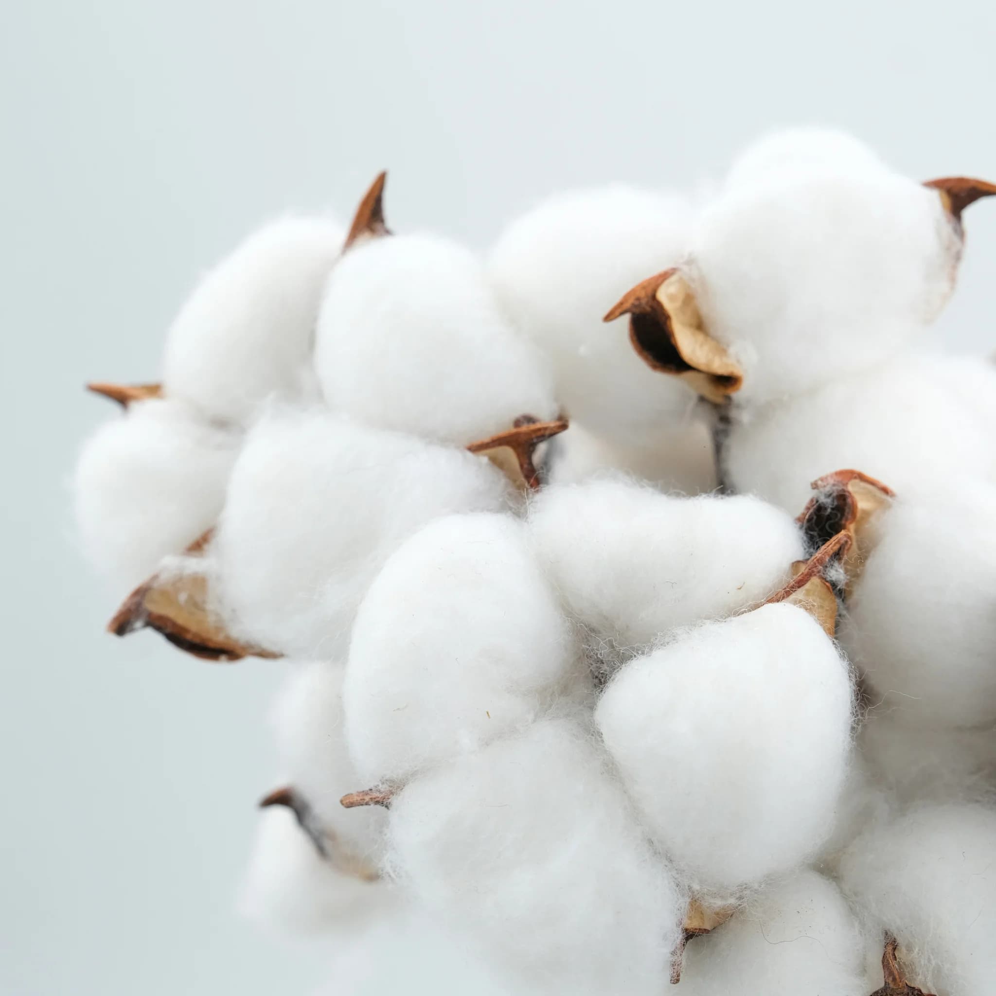 Reinforced Organic Cotton
